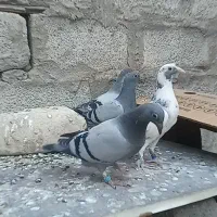 جوجه پلاکی مسافتی|پرنده|حمیدیه, |دیوار