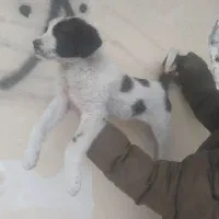 قدریجان افغانی