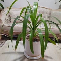 گل پاندانوس