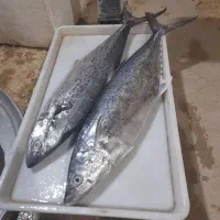 قباد و شیر