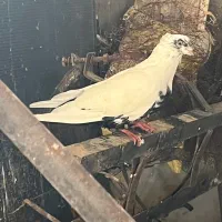 دم موشکی.دم سیاه..هر دو چند تیزی به اخر.|پرنده|سبزوار, قصبه شرقی|دیوار