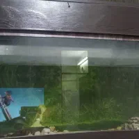 ماهی همراه آکواریوم