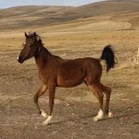 ط ا لب  کره اسب