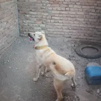 سگ ماده
