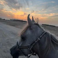 اسب نریون دوسر مصری