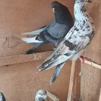 فروش یا معاوضه پرنده زیر قیمت و با اصالت|پرنده|بابل, |دیوار