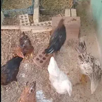 مرغ و خروس افسریه مسعودیه