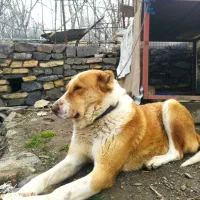 سگ نر|سگ|همدان, |دیوار