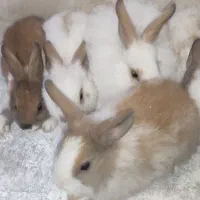 خرگوش