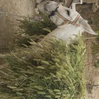 الاغ باری|حیوانات مزرعه|آشخانه, |دیوار