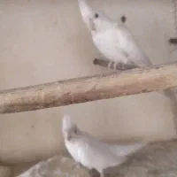 عروس هلندی آلبینو مولد و مرغ عشق نر|پرنده|چابهار, |دیوار