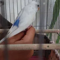 فروش مرغ عشق بالغ سفید کمر آبی دستی