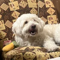 سگ گمشده|حیوانات|فلاورجان, |دیوار