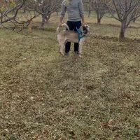 سگ سرابی واگذارمیگردد