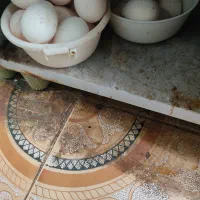 تخم بوقلمون نطفه دار