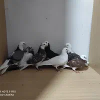 کبوترتهرونی پرشی