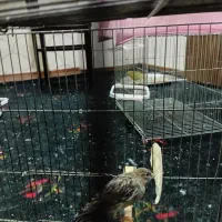 جوجه قناری ۵ ماهه