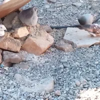 کبوتر همه عالی جفتی 600|پرنده|ایرانشهر, |دیوار