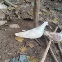 کبوتر پرشی|پرنده|لاهیجان, گلستان|دیوار