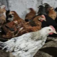 نیمچه مرغ و خروس