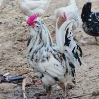 تخم نطفه دار مرغ گلین اصل|حیوانات مزرعه|گرگان, |دیوار