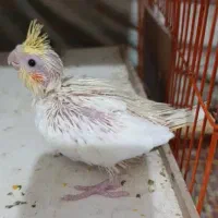 جوجه عروس هلندی