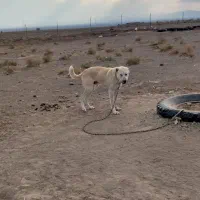 سگ سفید گله دروشت سبزوار|سگ|سبزوار, جهاد کشاورزی|دیوار