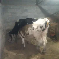 گاوهولندیشیری|حیوانات مزرعه|تالش, جوکندان|دیوار