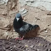 ‌کفتر‌پلاکی