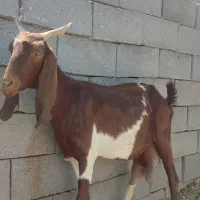 بز بزغاله سانن پاکستانی دورگ