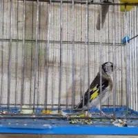 سهره قناری|پرنده|خمینیشهر, |دیوار