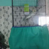 عروس هلندی مولد|پرنده|اهواز, پدافند|دیوار