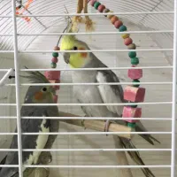 عروس هلندی|پرنده|پیرانشهر, |دیوار