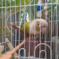 طوطی گیرینچک|پرنده|برخوار, |دیوار