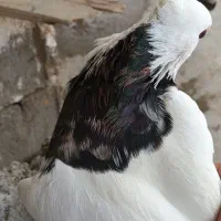 کفتر طوقی سیاه و آبی و هفت رنگ