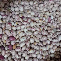 لوبیا چیتی درجه1