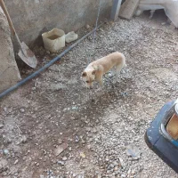 سگ اشپینز|سگ|نهاوند, |دیوار