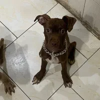 توله پیت بول