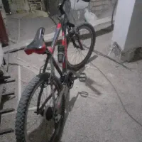 ویوا تنه بلند