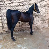 اسب
