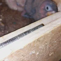 فروش بچه کوتوله برزیلی|پرنده|تیران, |دیوار