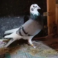 کفتر|پرنده|نهاوند, |دیوار