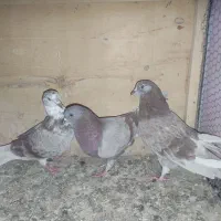 کفتر فروشی|پرنده|قم, علی آباد سعدگان|دیوار