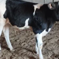 گوساله نر|حیوانات مزرعه|کاخک, |دیوار