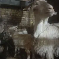 بزوبزغاله سانن|حیوانات مزرعه|تربت‌حیدریه, کلاته توکلی|دیوار