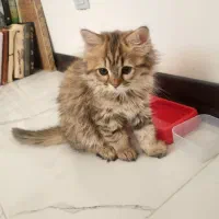 گربه برتیش اصیل|گربه|ساری, |دیوار