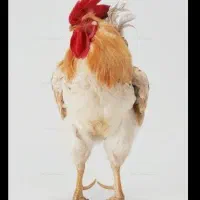 خروس محلی برای کشتاروقربانی|حیوانات مزرعه|دلیجان, |دیوار