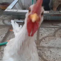 فروش ۲عدد مرغ و ۱ خروس