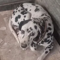 ماده دالمیشن ۲ ساله|سگ|چهارباغ, |دیوار