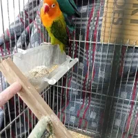 کتولهجفتوتک|پرنده|مشهد, کشف|دیوار